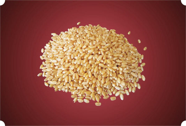 TANNA RAJWADI & SHIHORI WHEAT || S7